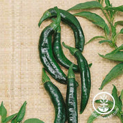 pepper-hot-pasilla-bajio-seeds