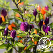 pepper-numex-twilight