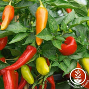 pepper-seeds-hot-cochise-f1