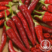 pepper-seeds-hot-fuego-trail-f1