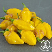 pepper-seeds-hot-habanero-mayan-yellow