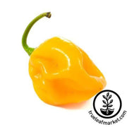 pepper-seeds-hot-habenero-caribbean-yellow