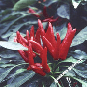 pepper-seeds-hot-japanese-santaka