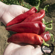 pepper-seeds-hot-joe-e-parker-organic