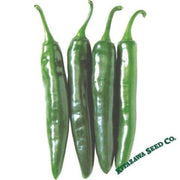 pepper-seeds-hot-korean-gochu-vita-green-hybrid