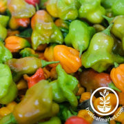 pepper-seeds-hot-mushroom-yellow