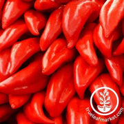 pepper-seeds-hot-nu-mex-college-64l