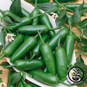pepper-seeds-hot-sandoval-f1