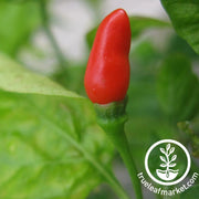 pepper-seeds-hot-small-red-chili