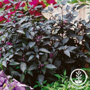 pepper-seeds-ornamental-hot-twilight-creeper