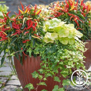 pepper-seeds-ornamental-sweet-patio-fire-n-ice