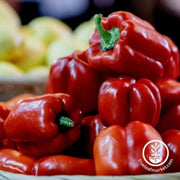 pepper-seeds-sweet-cal-rose-seeds-red
