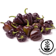 pepper-seeds-sweet-minature-chocolate-bell