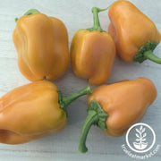 pepper-seeds-sweet-riesling-f1