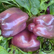 pepper-seeds-sweet-rose-f1