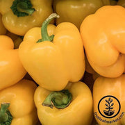 pepper-sweet-canary-bell-yellow-seeds