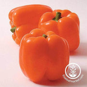 pepper-sweet-horizon-orange-seeds