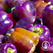 pepper-sweet-lilac-bell