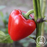 pepper-sweet-mini-bell-red-seeds
