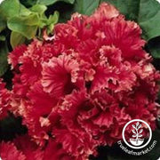 petunia-valentine-pelleted-flower-seed-Comp