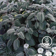 plectranthus-silver-shield-flower-seed