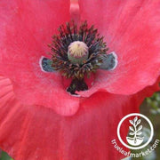 poppy-power-mix