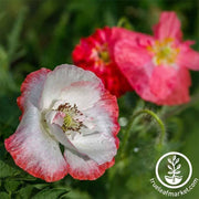 poppy-shirley-double-mixture-flower-seed