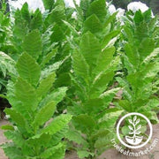 prilep-tobacco