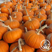 pumpkin-baby-bear