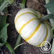 pumpkin-lil-pump-ke-mon-seeds