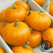 pumpkin-seeds-autumn-gold-bush-f1