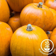 pumpkin-seeds-spookie