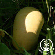 pumpkin-seeds-yellow-paris