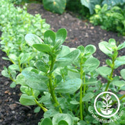 purslane-seeds-golden