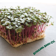radish-hong-vit-seeds