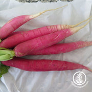 radish-seeds-bartender-mammoth-1