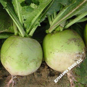 radish-seeds-chinese-mantanghong-improved-hybrid