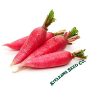 radish-seeds-chinese-shunkyo