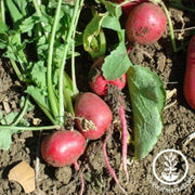 radish-seeds-comet
