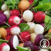 radish-seeds-fiesta-blend