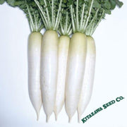 radish-seeds-fujikaze-hybrid