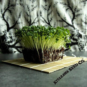 radish-seeds-giant-luo-buo-microgreens-seeds