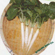 radish-seeds-iwai-daikon