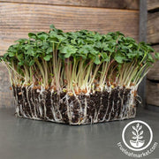 radish-seeds-long-scarlet-cincinnati-microgreens-seeds