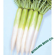 radish-seeds-miyashige-green-neck