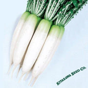 radish-seeds-oshin-hybrid