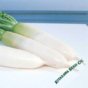 radish-seeds-relish-cross-hybrid