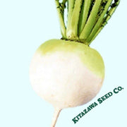 radish-seeds-shogoin-globe