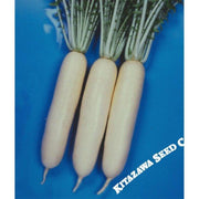 radish-seeds-wakayama-white