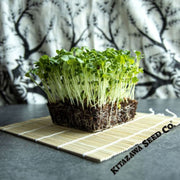 radish-seeds-wakayama-white-microgreens-seeds
